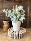 11 in. Aberdeen Sea Holly Pot Plant 