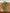 17.5 in. Cut Clove Bush Bush 