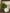 18 in. Carlisle Eucalyptus Bush Bush 