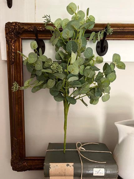 18. Sweet Seed Eucalyptus Bush Bush 