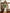 19 in. Alder Eucalyptus Bush Bush 