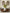 21 in. Canary Eucalyptus Bush Bush 