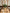 Cowslip Paper Pot Plant 