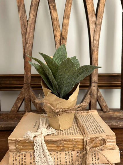 Cowslip Paper Pot Plant 