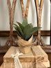 Cowslip Paper Pot Plant 