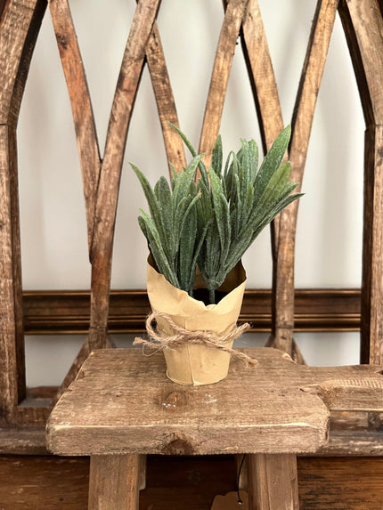 Hare's Ear Paper Pot Plant 