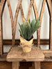 Hare's Ear Paper Pot Plant 