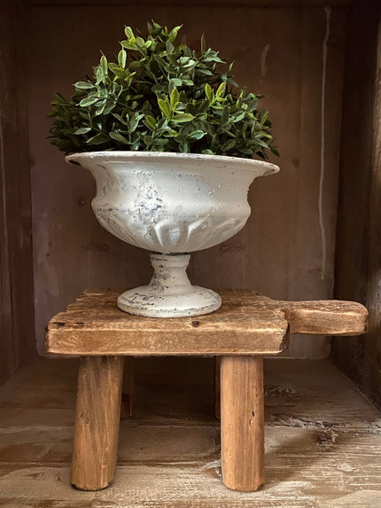 New England Boxwood Half Sphere Sphere 